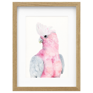 Rose - Galah
