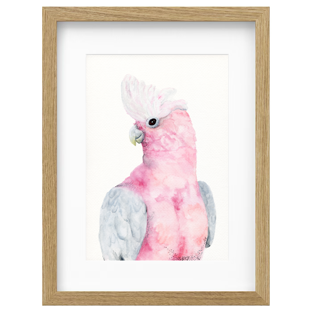 Rose - Galah