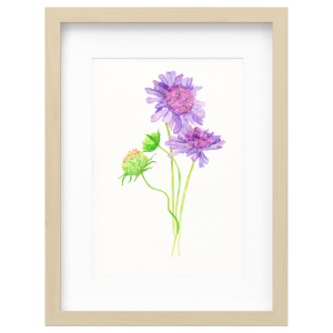 Australian Flora