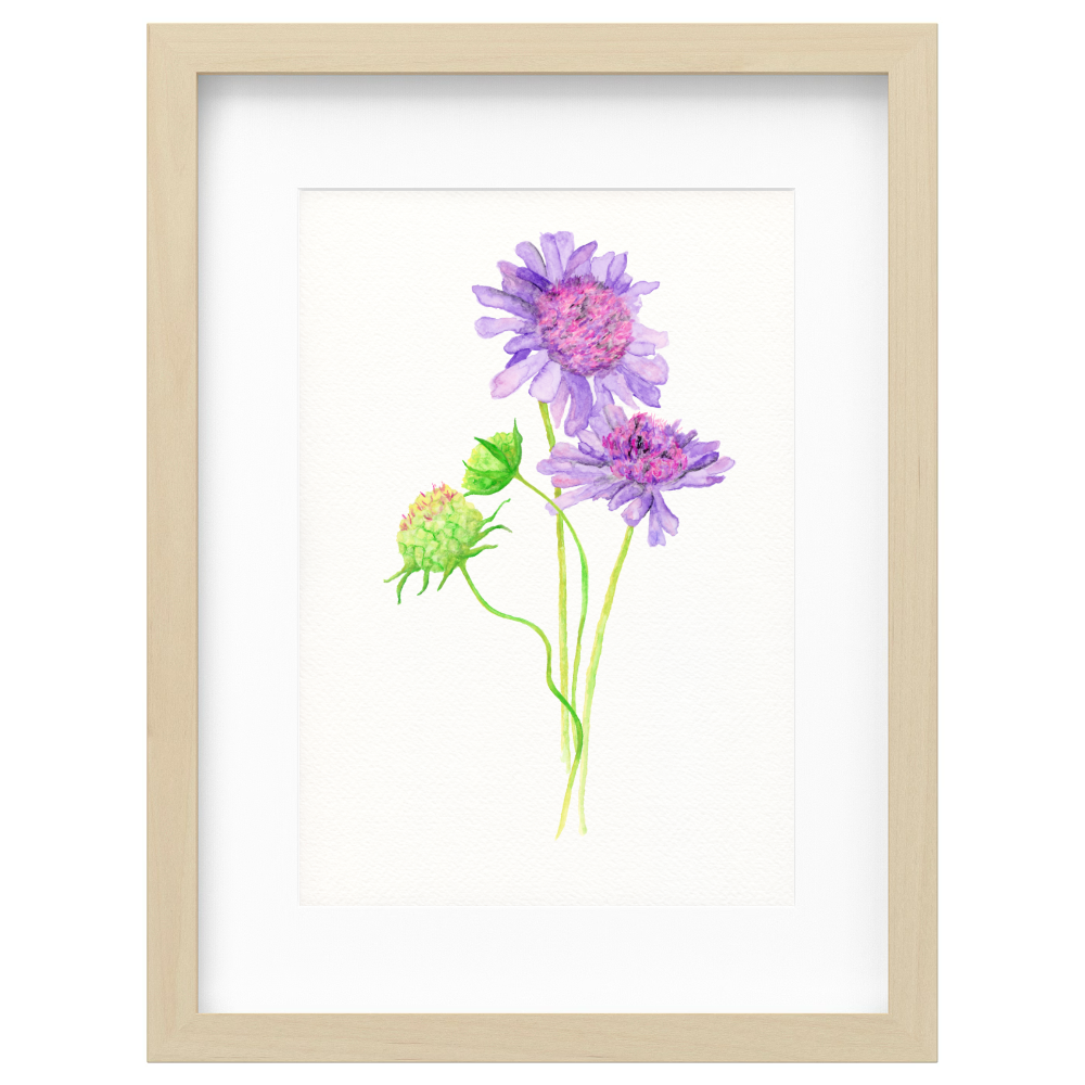 Australian Flora
