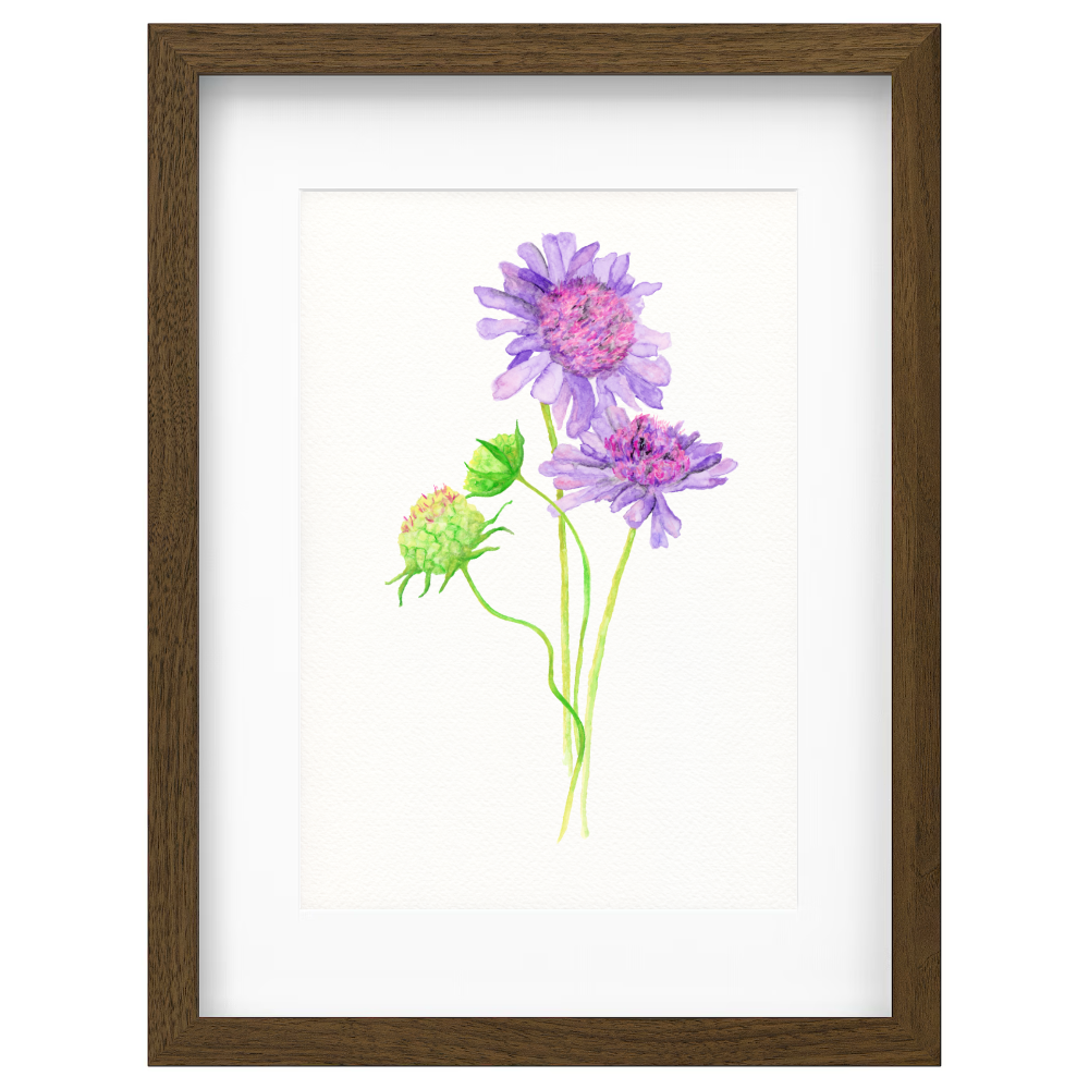 Australian Flora - Image 2