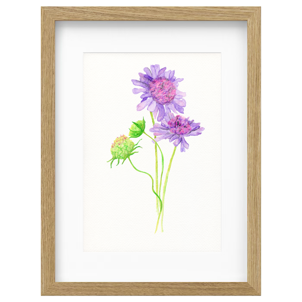 Australian Flora - Image 3