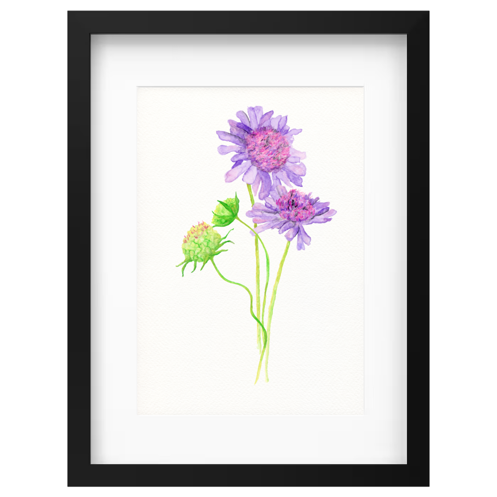 Australian Flora - Image 4