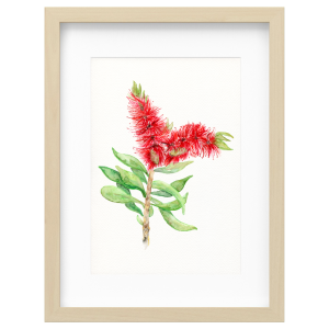 Bottlebrush