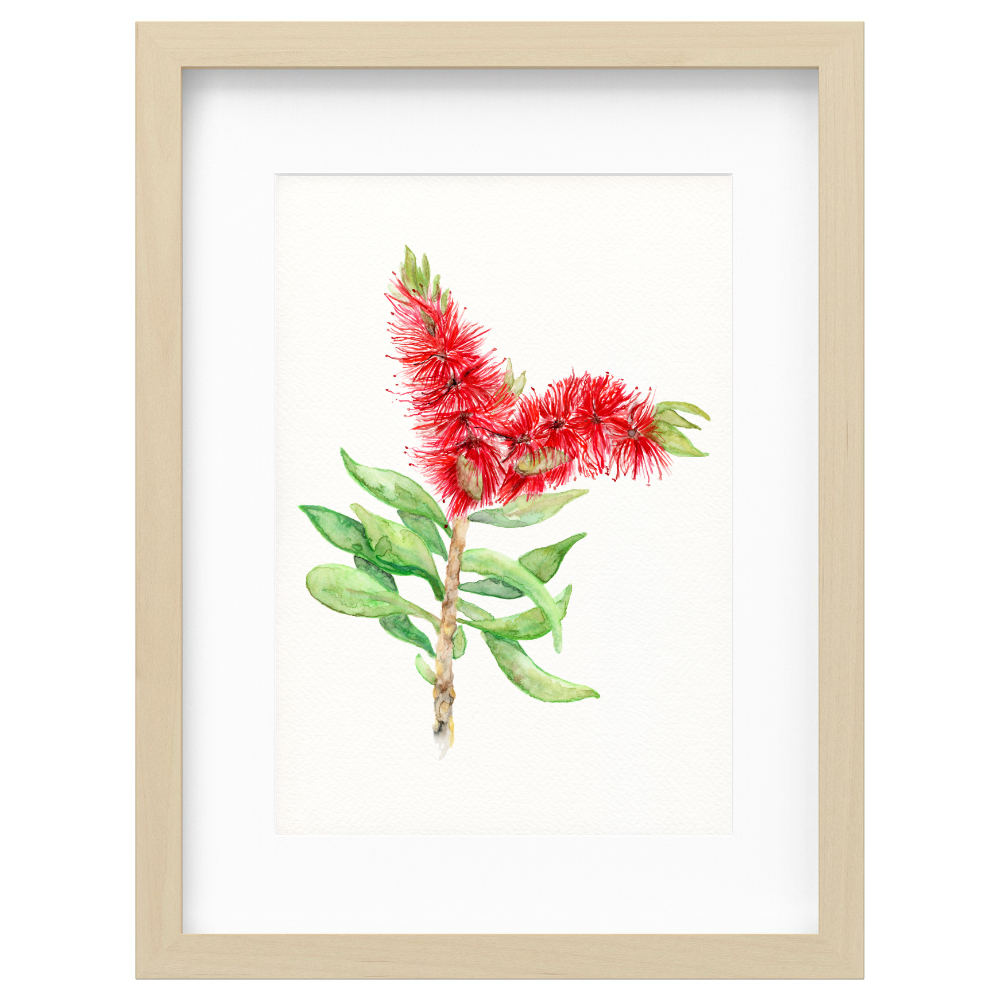 Bottlebrush