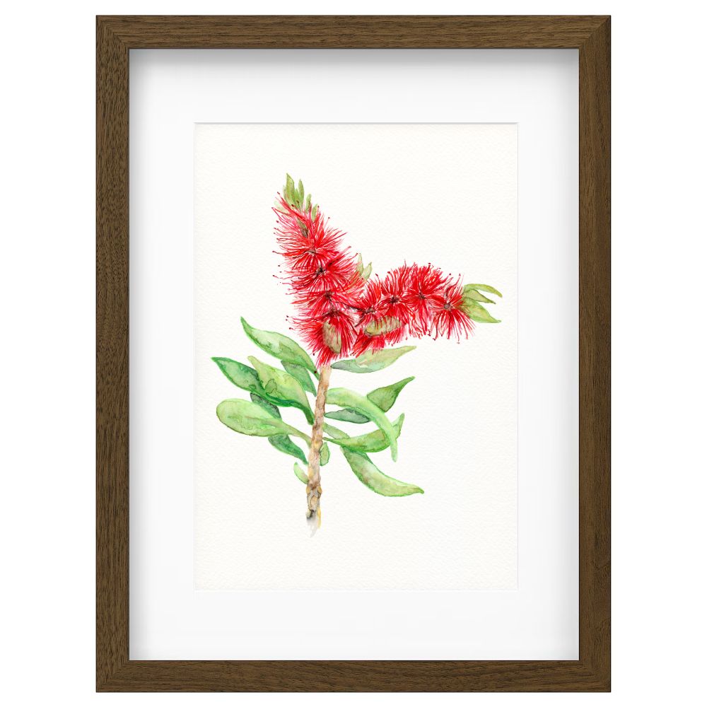 Bottlebrush - Image 2