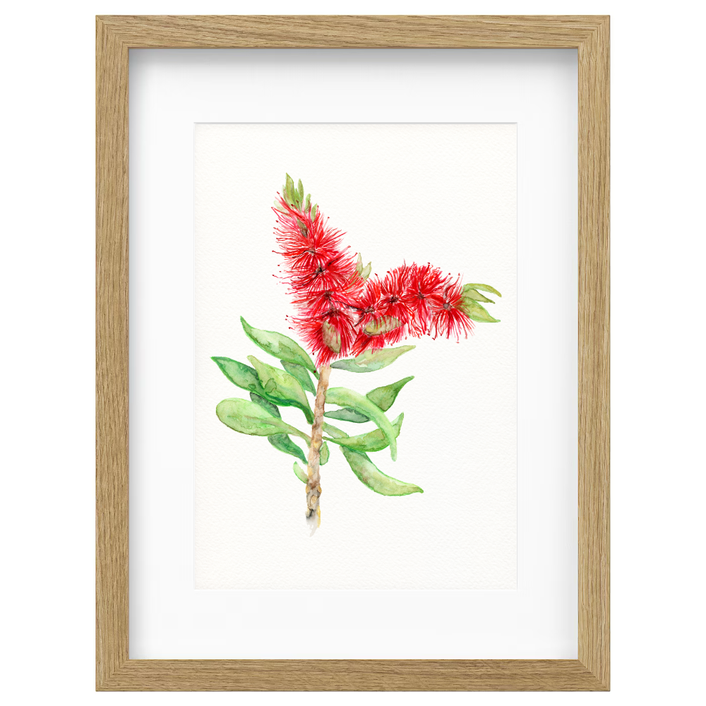 Bottlebrush - Image 3