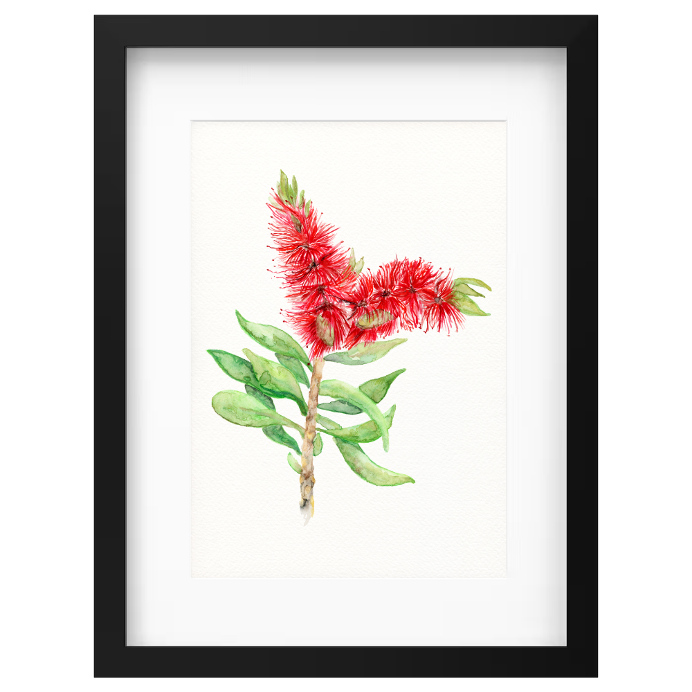 Bottlebrush - Image 4