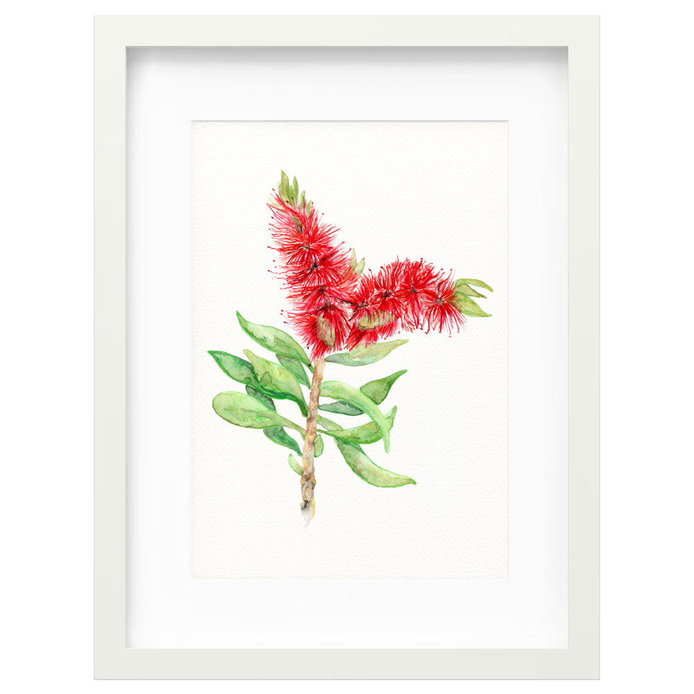 Bottlebrush - Image 5