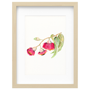 Flowering Gum