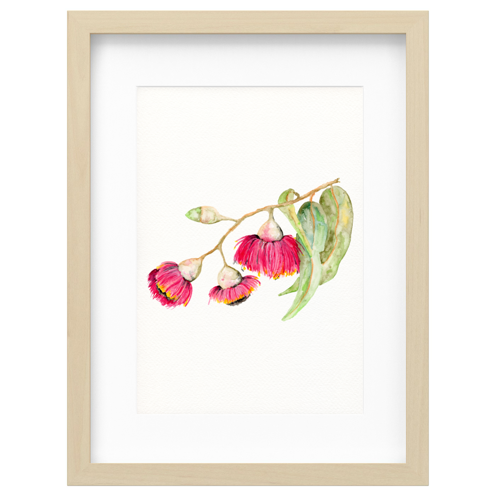 Flowering Gum