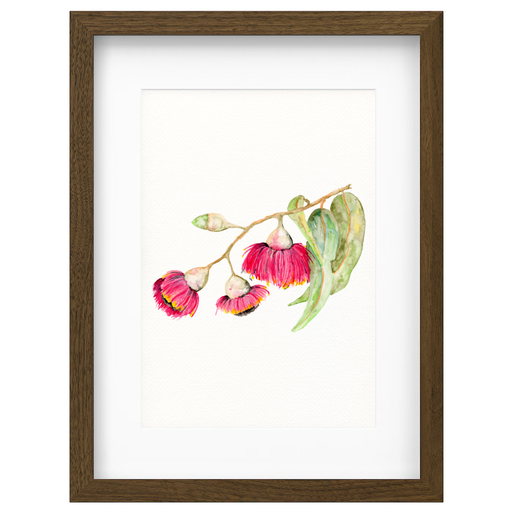 Flowering Gum - Image 2