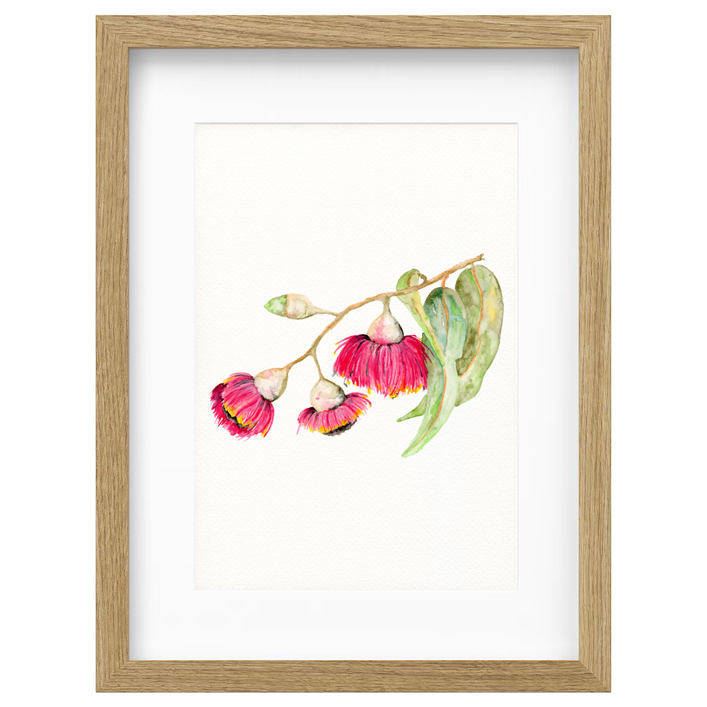 Flowering Gum - Image 3