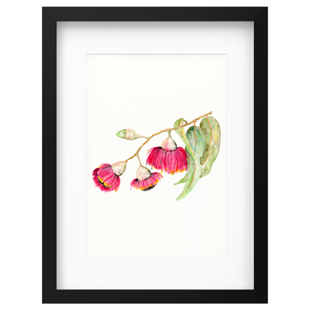 Flowering Gum - Image 4