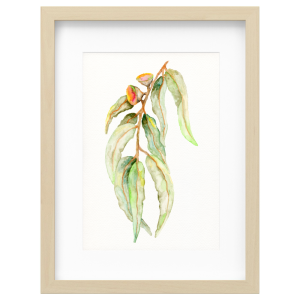 Gum Leaf