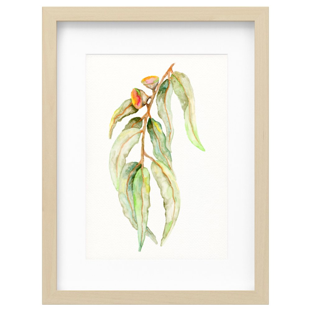 Gum Leaf