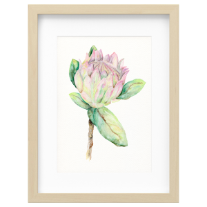 Protea