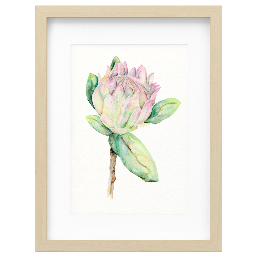 Protea