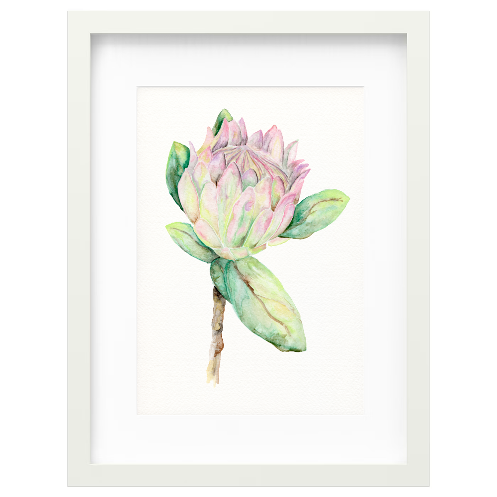 Protea - Image 5