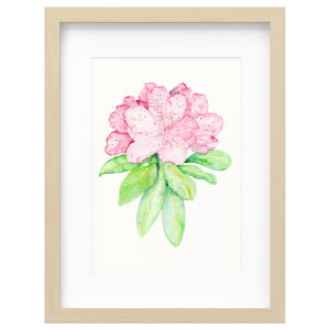 Pink Rhododendron