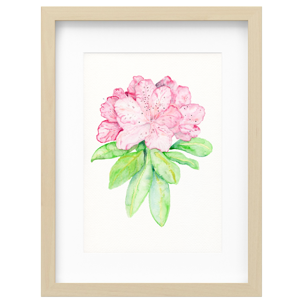Pink Rhododendron