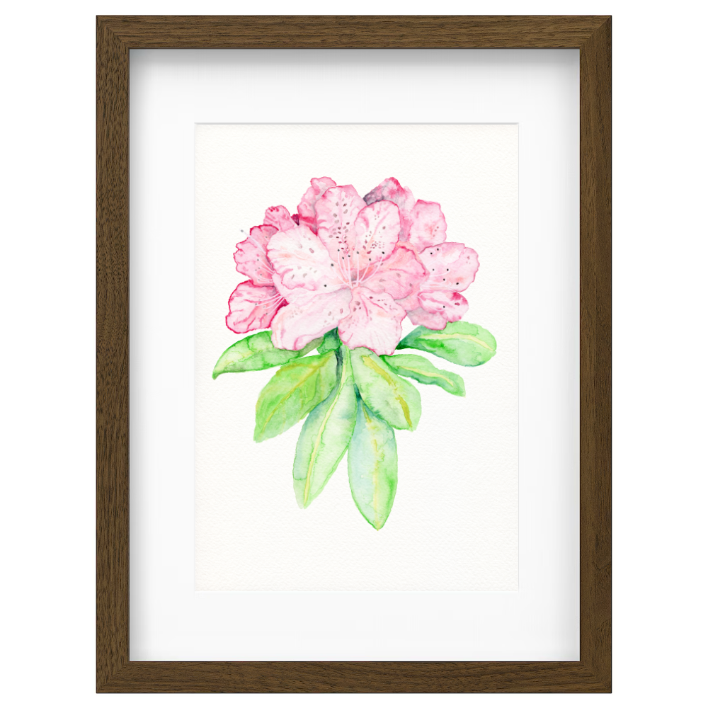 Pink Rhododendron - Image 2