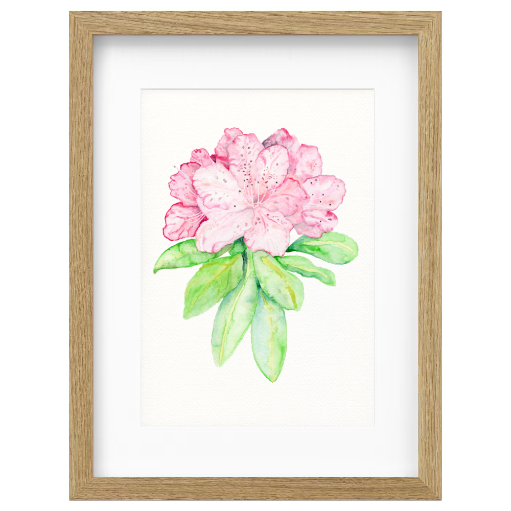 Pink Rhododendron - Image 3