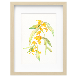 Wattle Branch