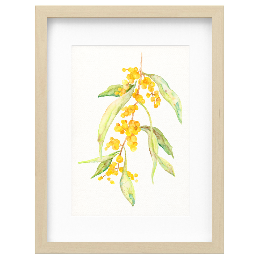 Wattle Branch
