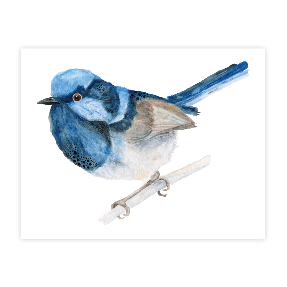 Bob the Blue Wren - Image 2