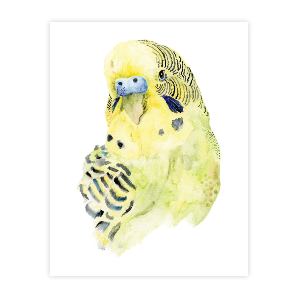 Boston the Budgie - Image 2