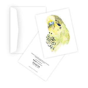 Boston the Budgie
