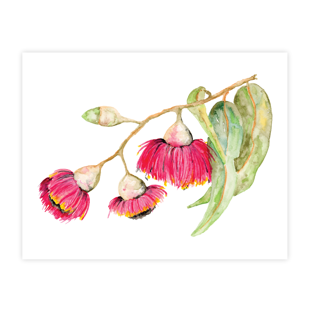 Flowering Gum - Image 2