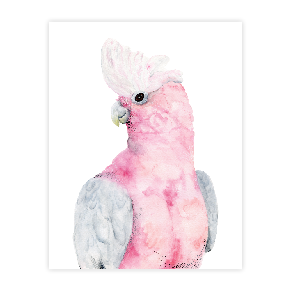 Rose the Galah - Image 2