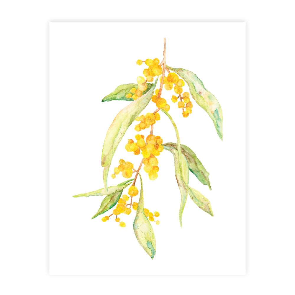 Wattle Branch - Image 2