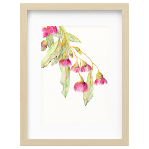 Flowering Gum 2