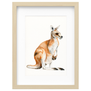 Kangaroo