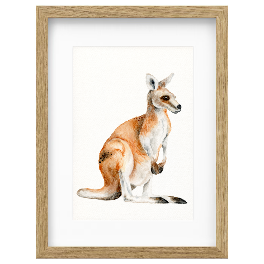 Kangaroo - Image 4