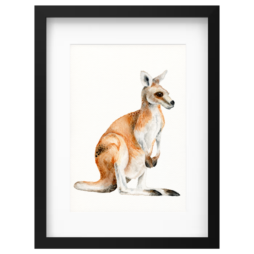 Kangaroo - Image 5