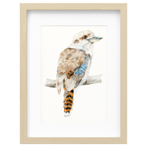 Kookaburra