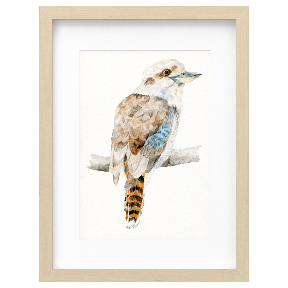 Kookaburra