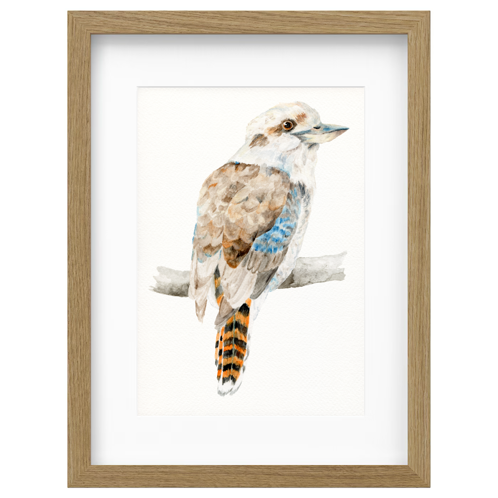 Kookaburra - Image 3