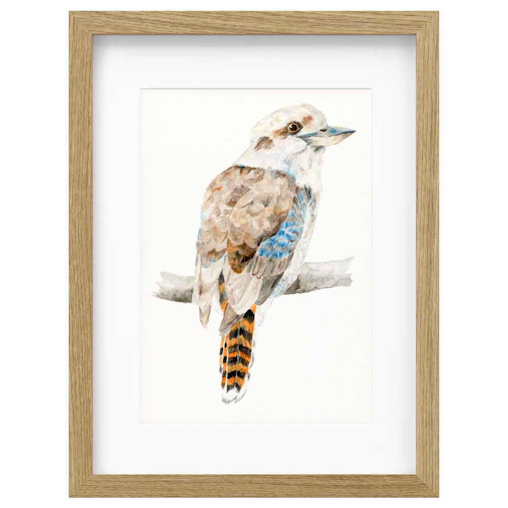 Kookaburra - Image 4