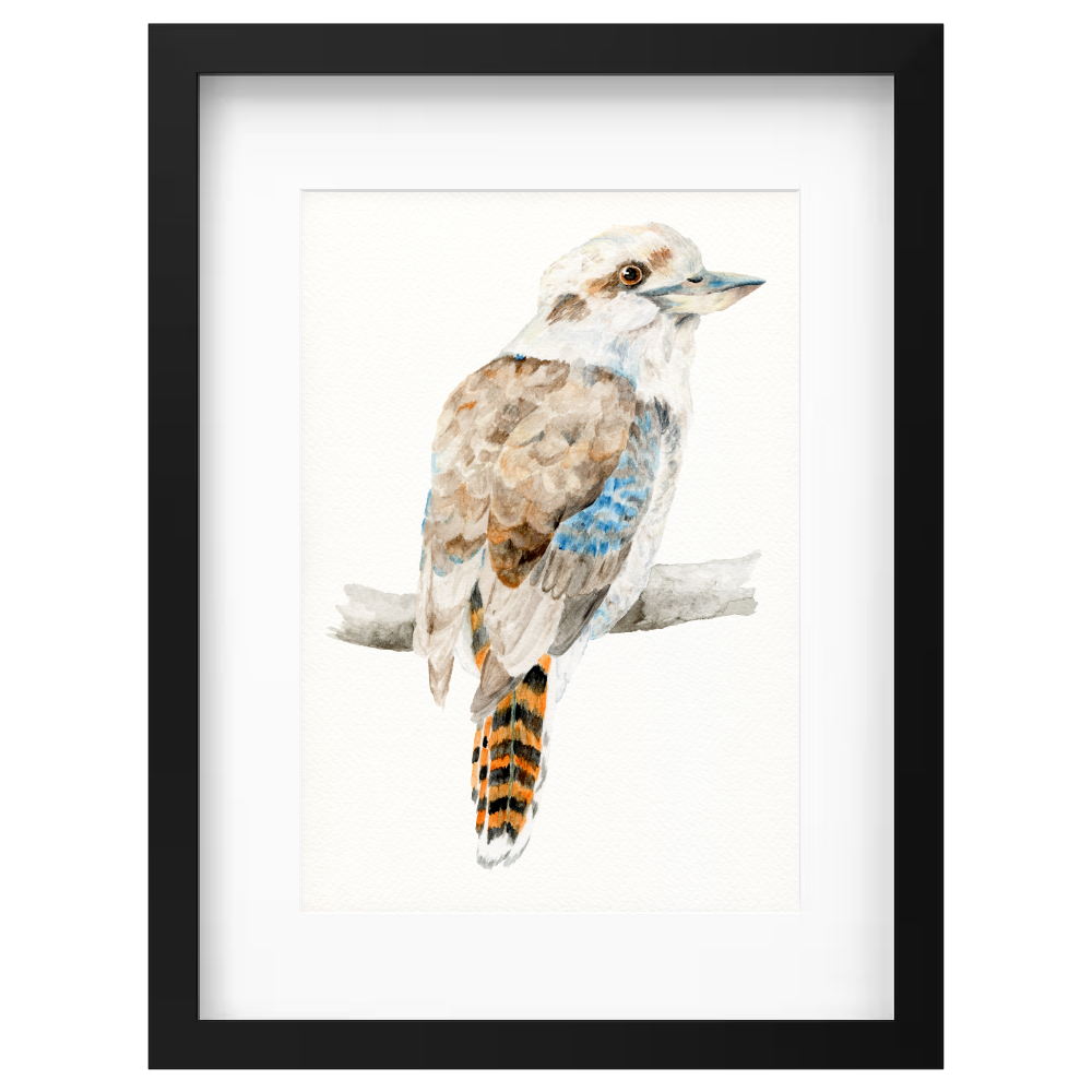 Kookaburra - Image 5